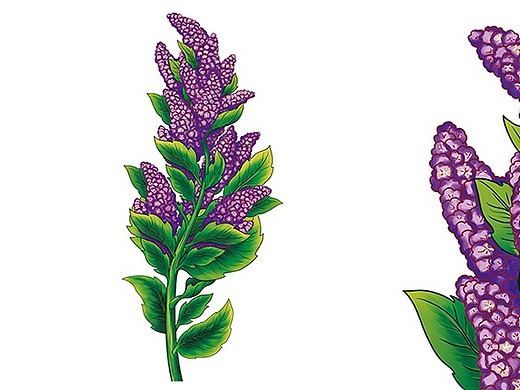 藜麦产品包装设计