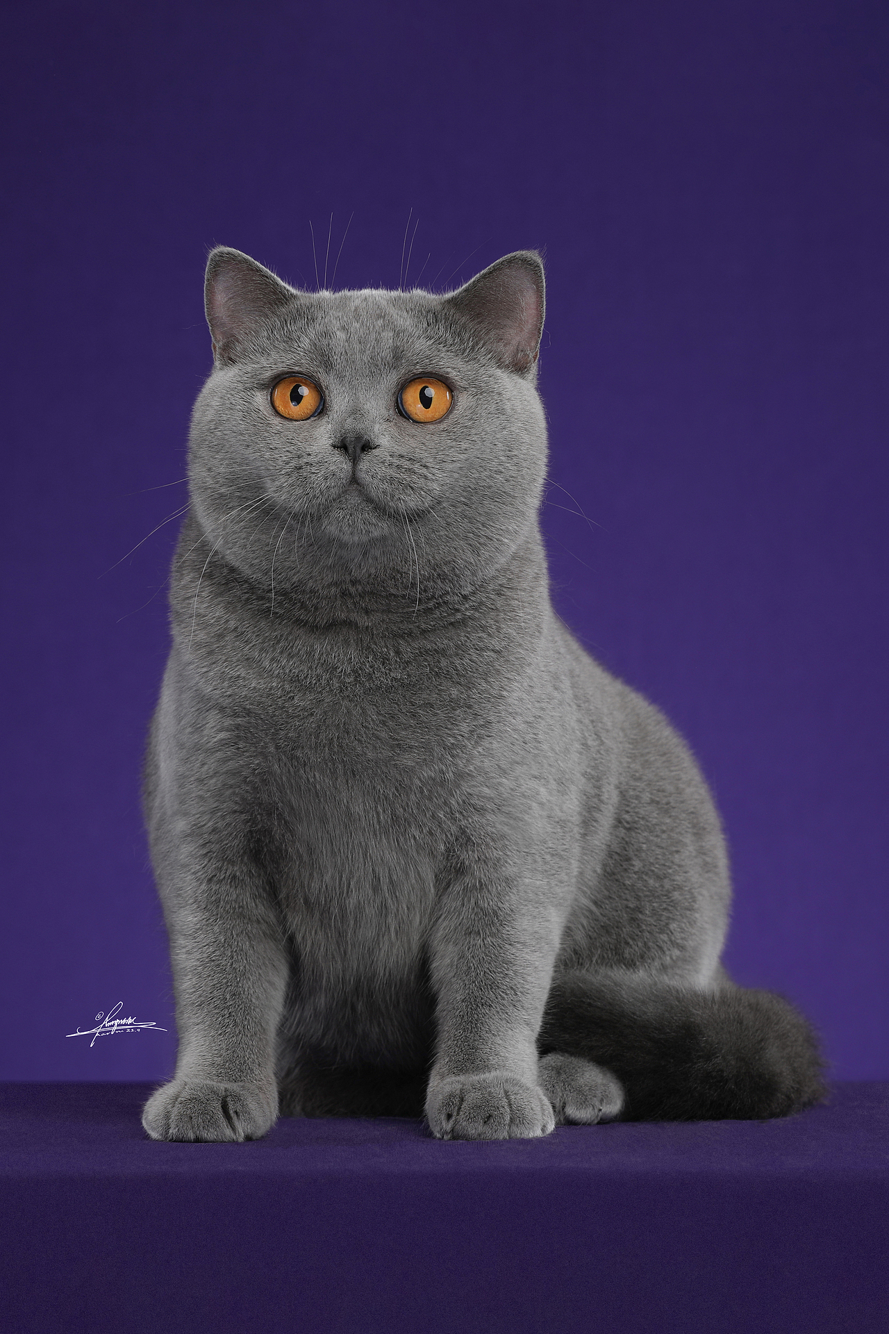 英国短毛猫amyworks探须视觉