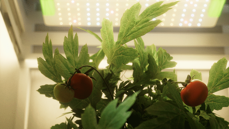 植物灯视频（图ZMjc5NTU2MjEy） - 产品 - 站酷设计师Thirteen2021原创素材 - 站酷ZCOOL