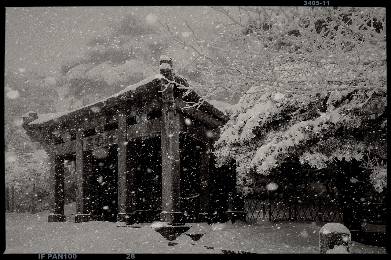 松树不动声色，雪花缓缓飘落（图ZMjg5NjYyOTA4） - 风光摄影 - 站酷设计师老炮叔叔原创素材 - 站酷ZCOOL