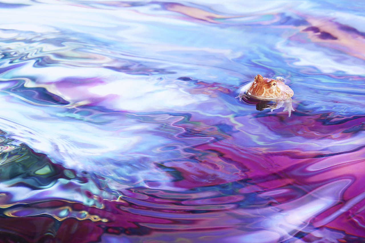 蛤蛤的彩虹温泉（图ZMTg0NDkyMjgw） - 宠物摄影 - 站酷设计师SHENGJIE胜杰原创素材 - 站酷ZCOOL