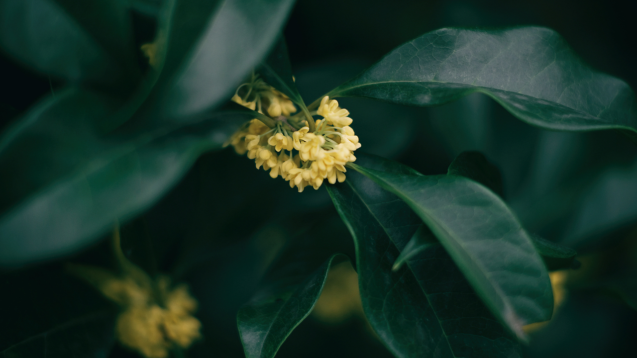 捻一粒桂花泡茶（图ZMjI2MzgxMjAw） - 风光摄影 - 站酷设计师时光物语原创素材 - 站酷ZCOOL