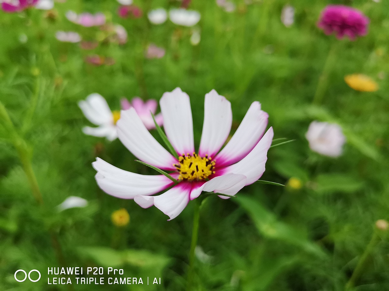 花海（图ZMTMzMjE0OTA4） - 风光摄影 - 站酷设计师梦醒时分sr原创素材 - 站酷ZCOOL