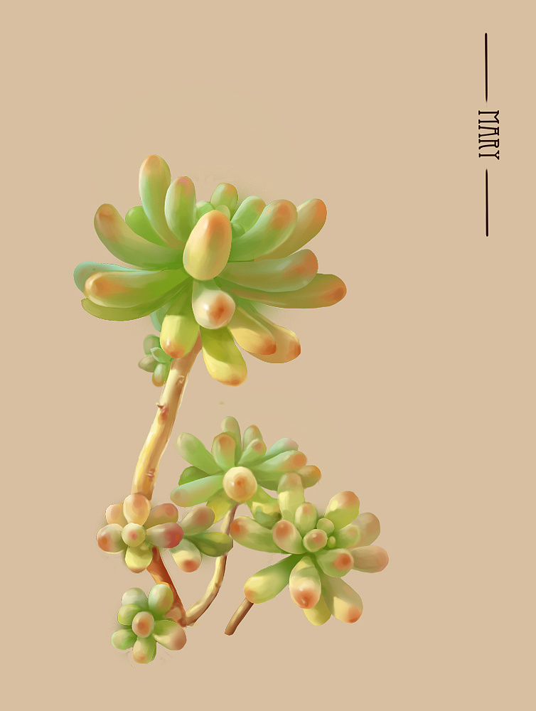 多肉植物小画
