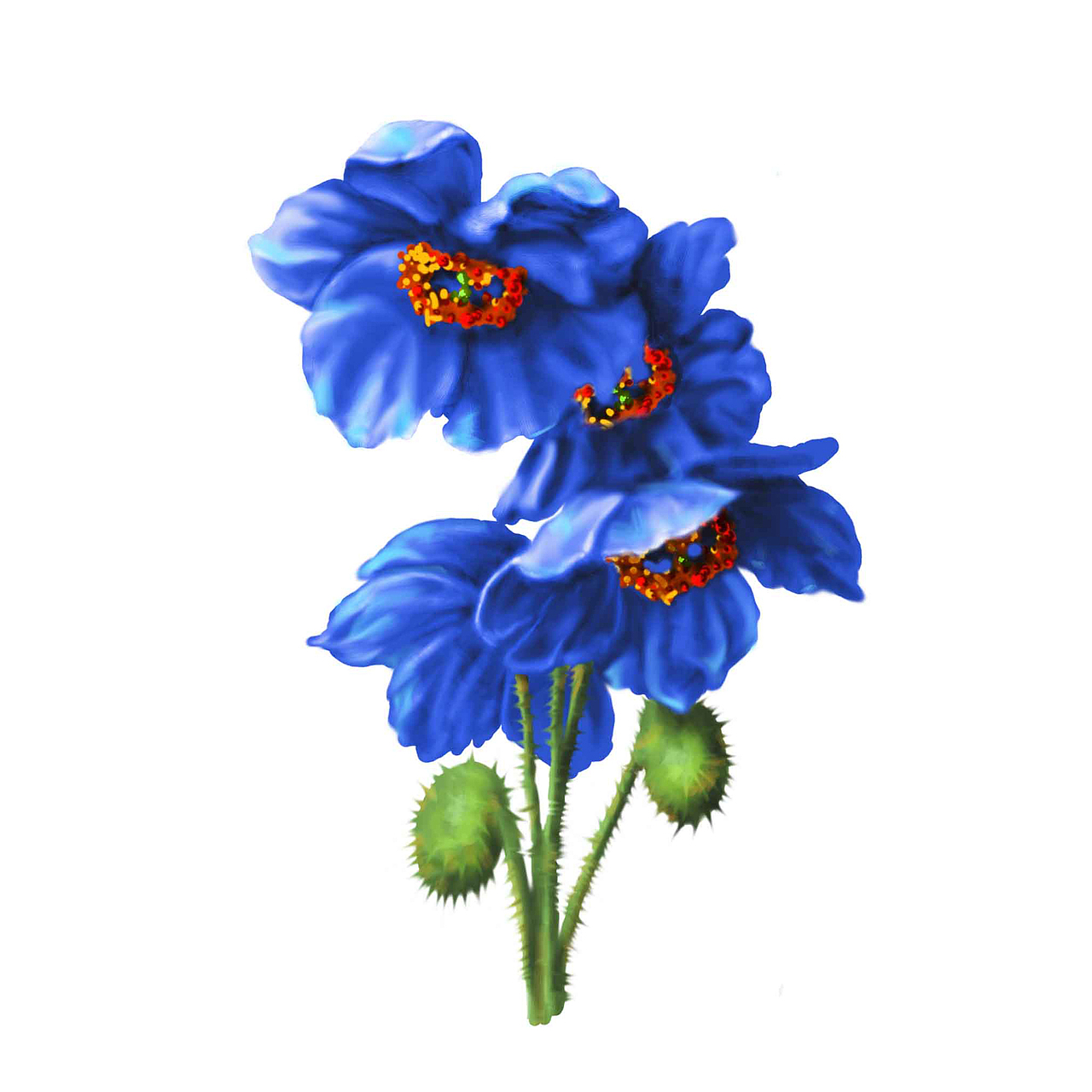 百雀羚北纬30度 中草药插画