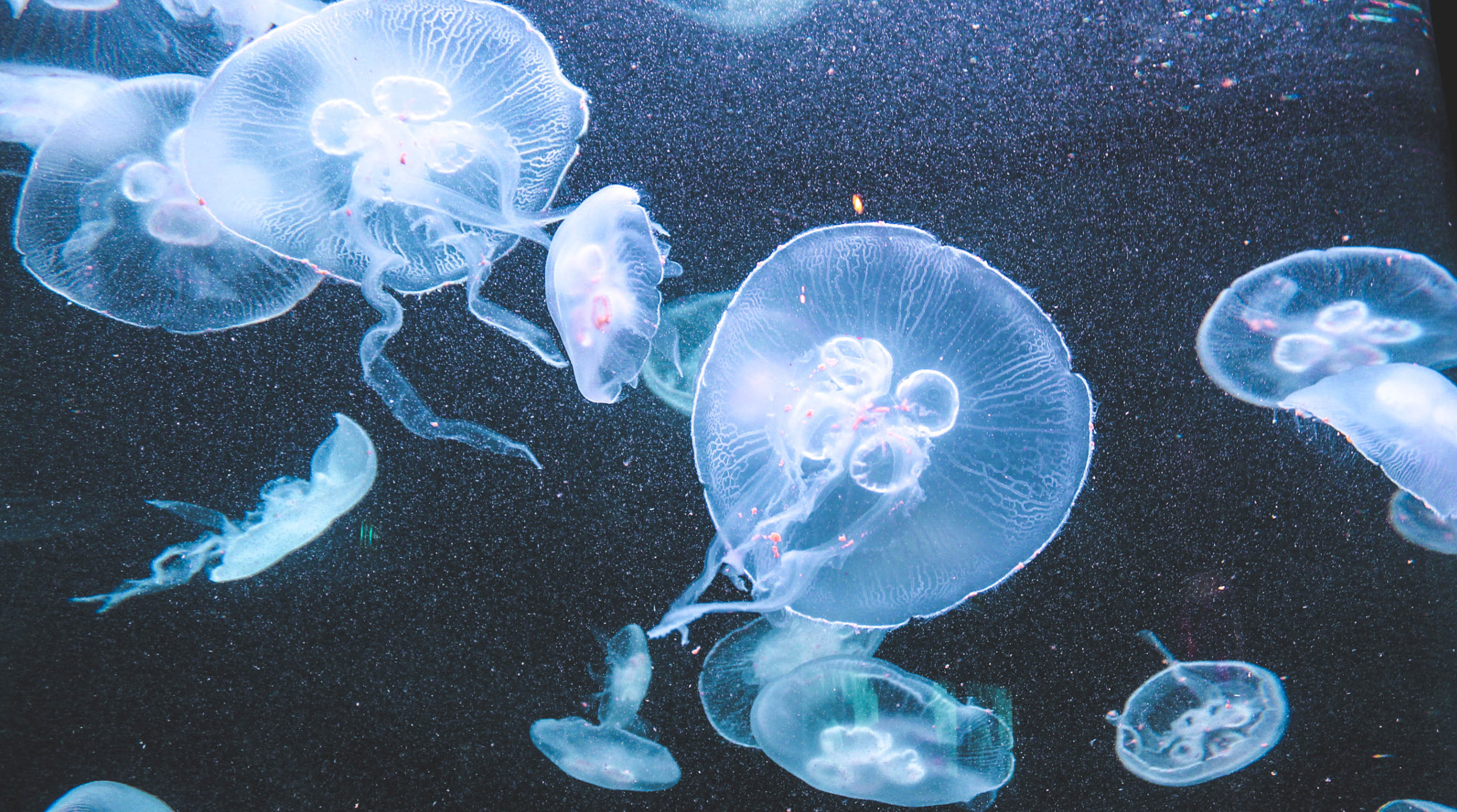 Ringo1123的个人主页（封面预览） - 主页封面设置 - 站酷设计师Ringo1123原创素材 - 站酷ZCOOL