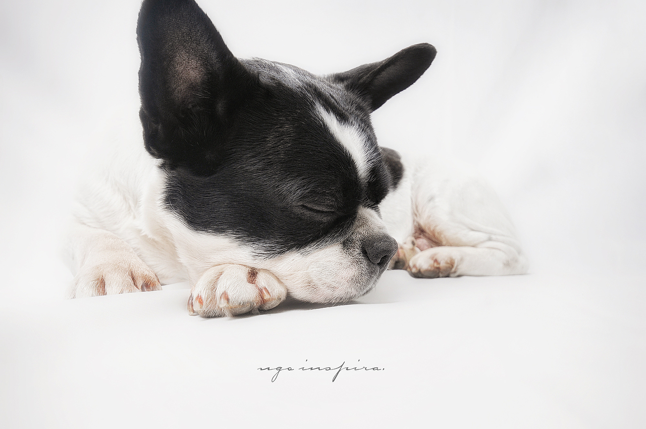 我猜我们见过面.恩?【动物摄影师何某某个人作品2】