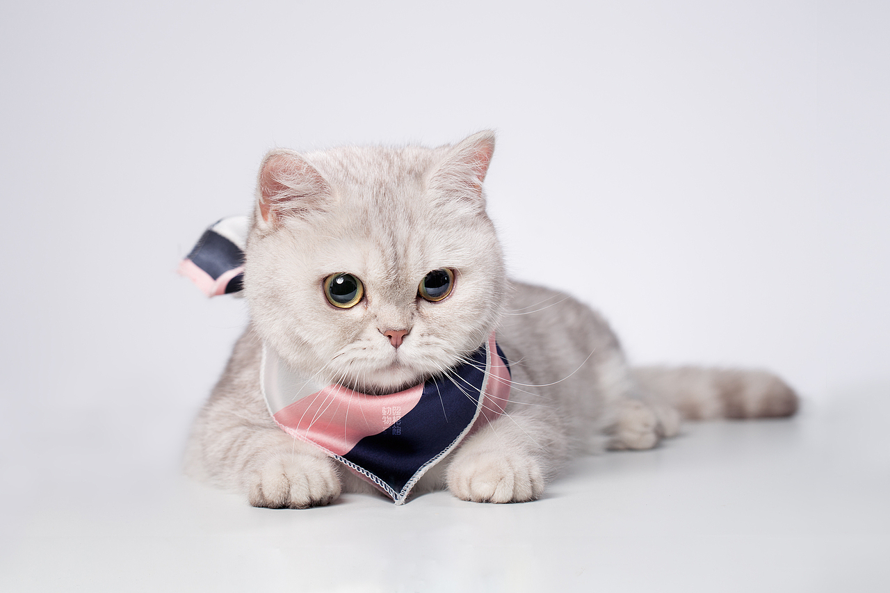 【動物照相館】孕妈美照