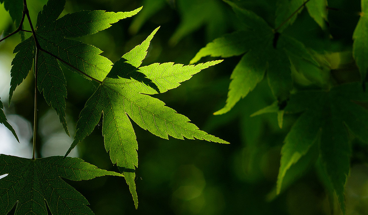 风光 | 花花草草一箩筐（图ZMTU5NjI4MDY4） - 风光摄影 - 站酷设计师小獭原创素材 - 站酷ZCOOL