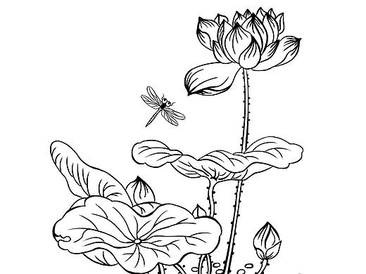 荷花与蜻蜓