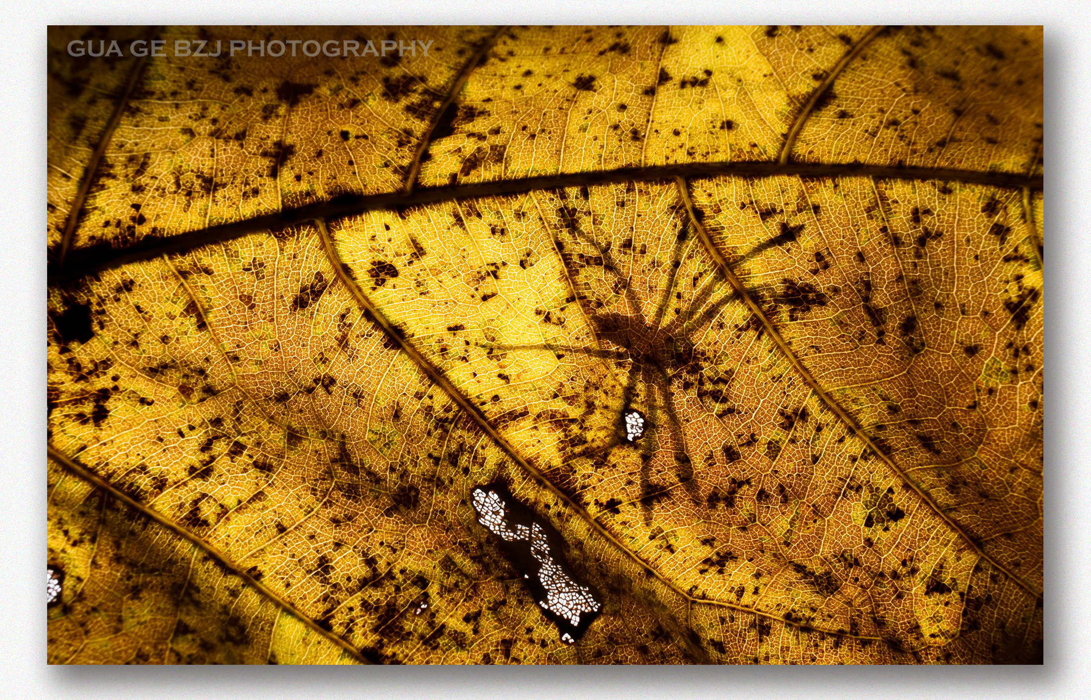 微观世界-在小的生命也有灵性|摄影|风光摄影|瓜哥微距摄影 - 原创