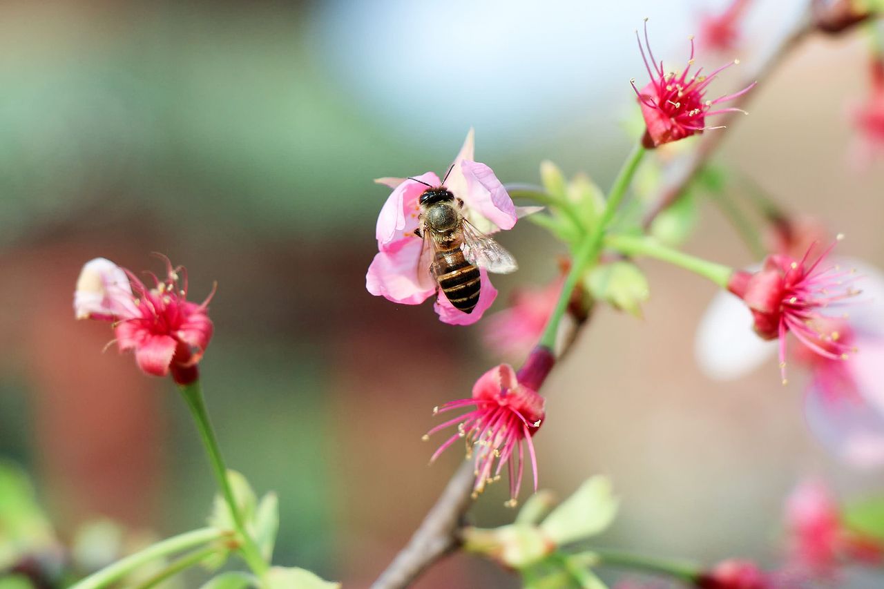 阳春三月在人海中赏花