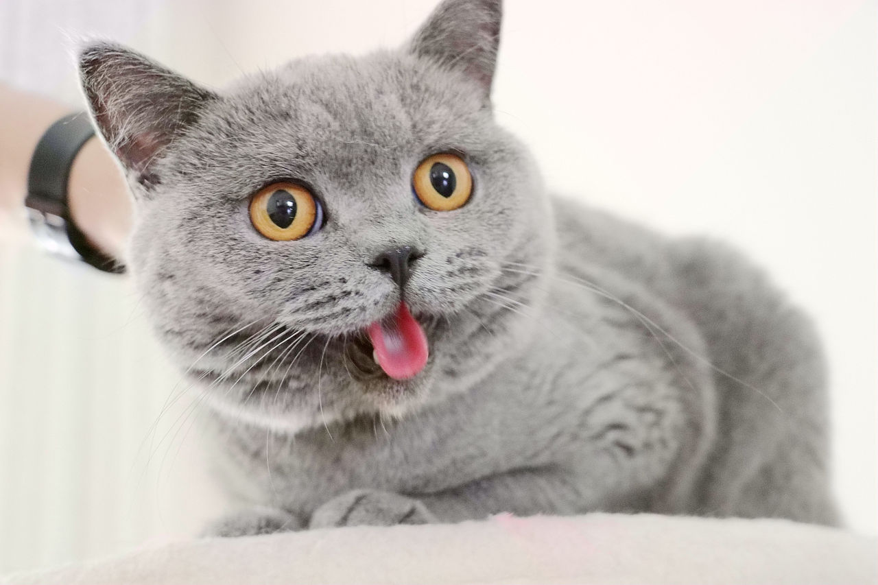 种猫-MM-纯蓝色-冬梅-英国短毛猫|沐米猫舍