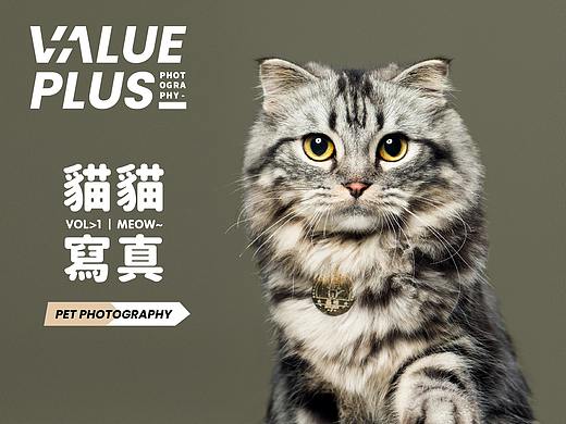 突发奇想的猫猫封面图创作拍摄