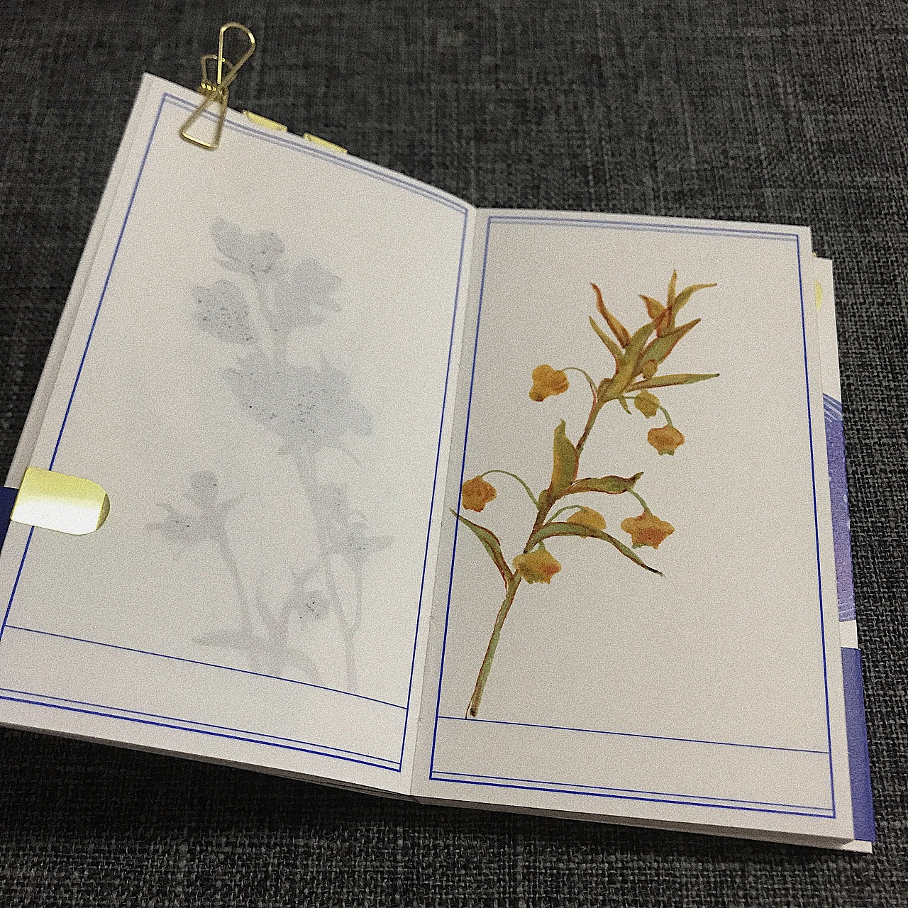 自己的鲜花图鉴（图ZMjAyMDQ4NzY0） - 艺术插画 - 站酷设计师AMENGA原创素材 - 站酷ZCOOL