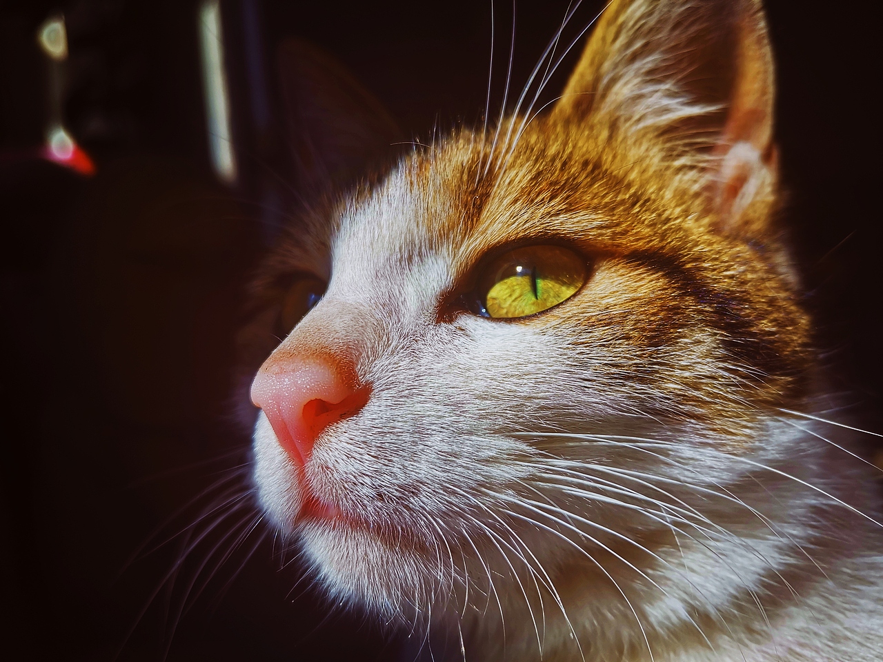 田园猫|摄影|宠物摄影|月月zszsy_原创作品-站酷zcool