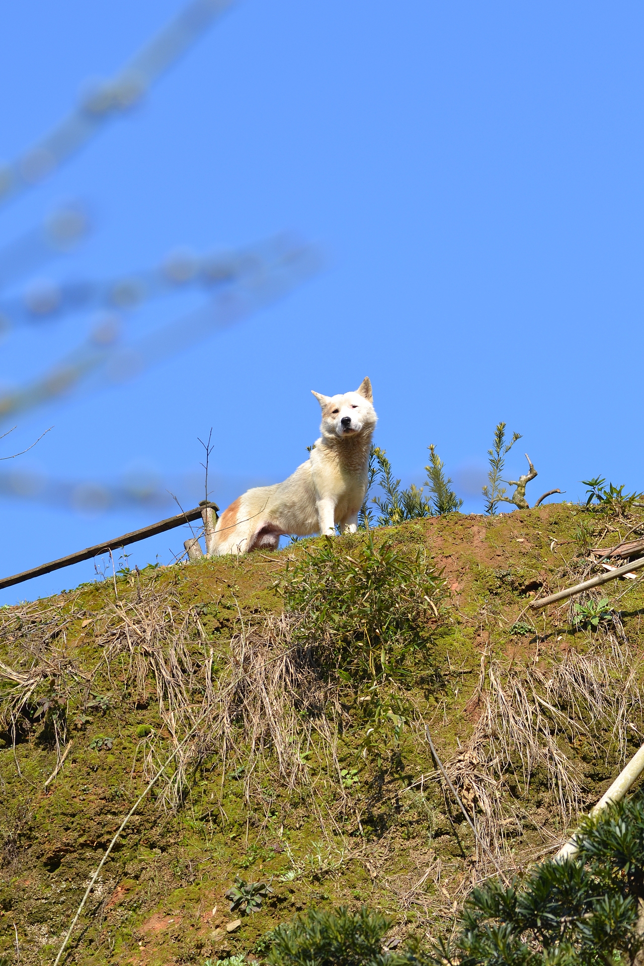 梅花与茶,2019年走山卖花鱼村