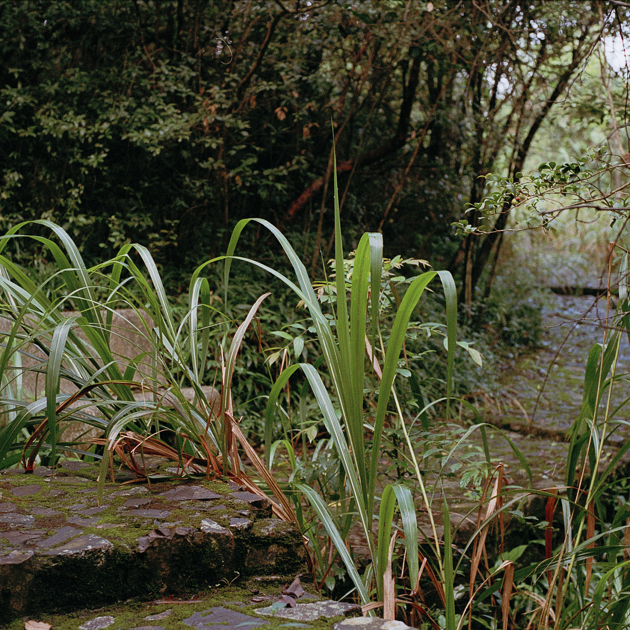 菲林植物图鉴（图ZMTMyMTg3NTUy） - 人像摄影 - 站酷设计师Chotsins原创素材 - 站酷ZCOOL