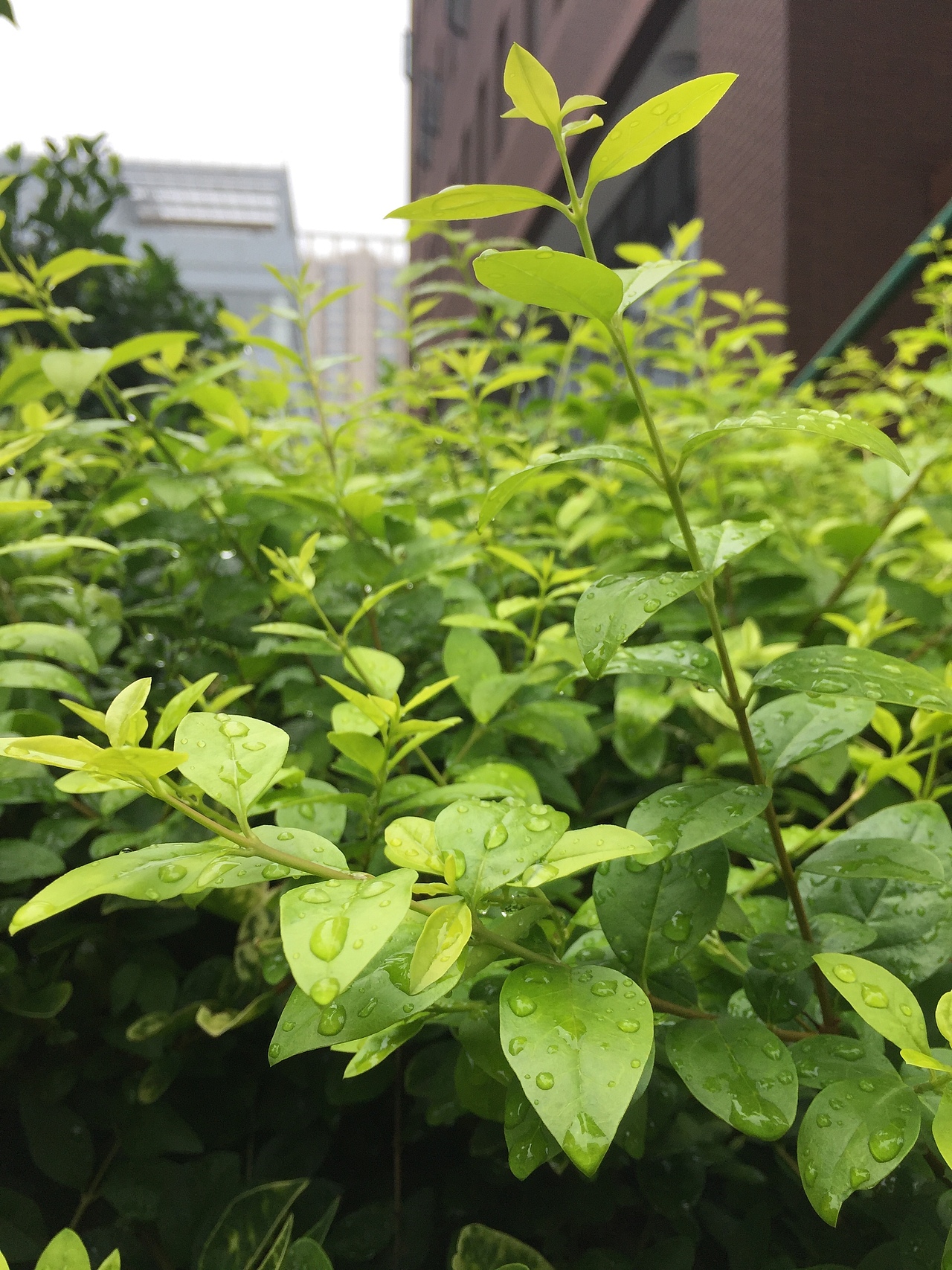 2017年夏天,雨后