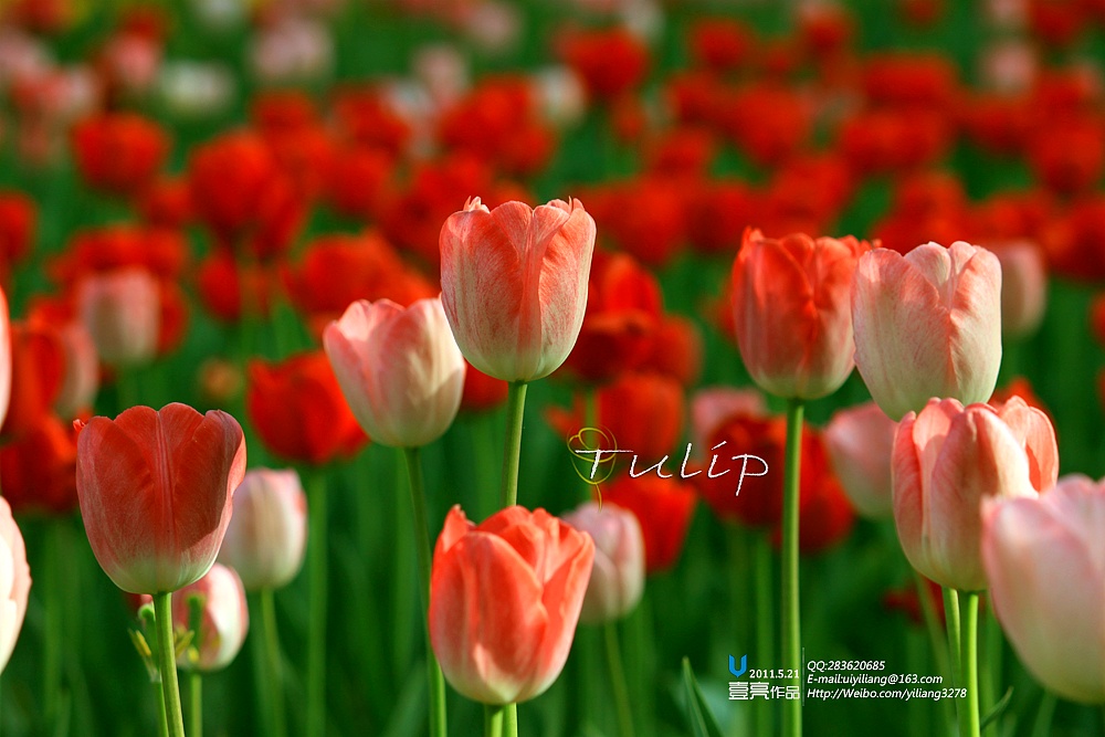最美郁金香-tulip