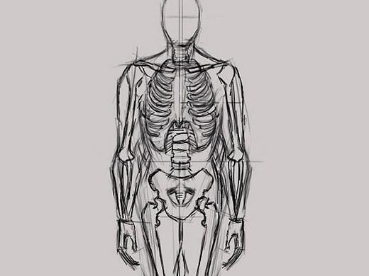 美术素描-人体骨骼