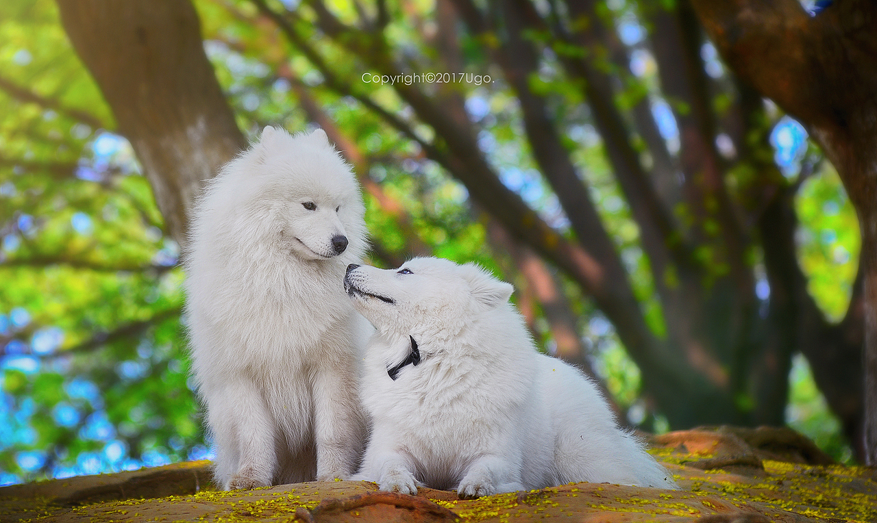 enchanted着迷 【动物摄影师何某某个人作品16】（图ZNzIyOTYwOTY=） - 宠物摄影 - 站酷设计师超级何某某原创素材 - 站酷ZCOOL