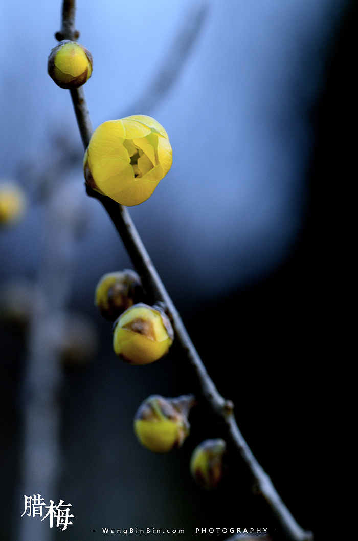 腊梅花开——开封龙亭公园