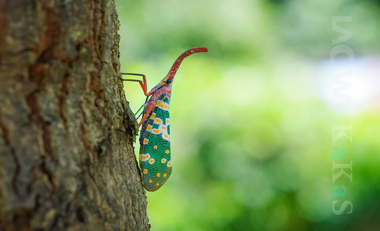 一堆素材来袭，各种风格（图ZNTUxMjUxMjg=） - 风光摄影 - 站酷设计师瓜哥微距摄影原创素材 - 站酷ZCOOL