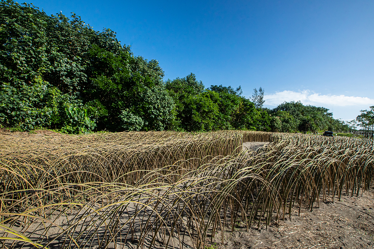 地景藝術《風的季節》（图ZMjQyNzQ2MTk2） - 实验艺术 - 站酷设计师林靖格原创素材 - 站酷ZCOOL