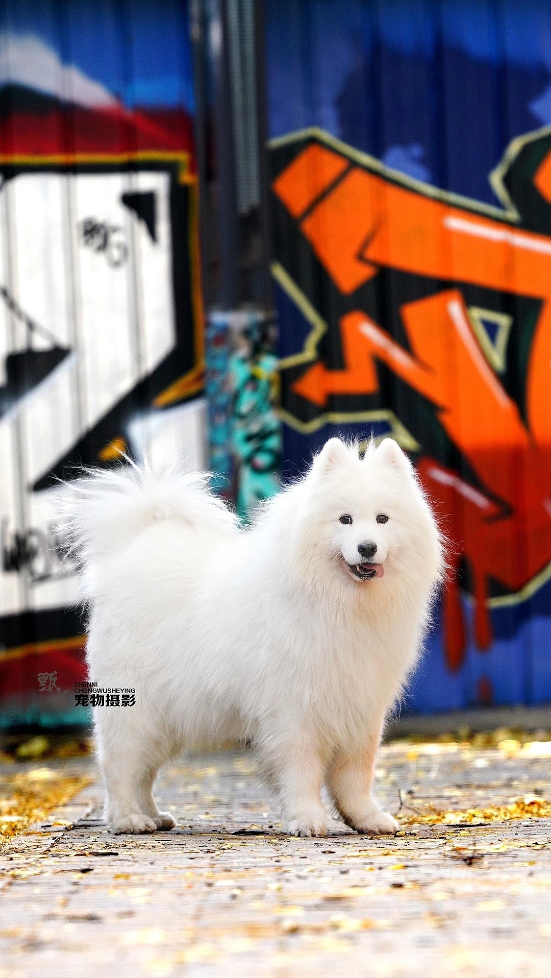 藝術(shù)工廠外景（圖ZMjM1MDY2NjI4） - 其他攝影 - 站酷設(shè)計(jì)師寵物攝影師甄妮原創(chuàng)素材 - 站酷ZCOOL