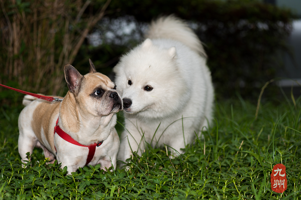 高冷牛头 钛合金眼
