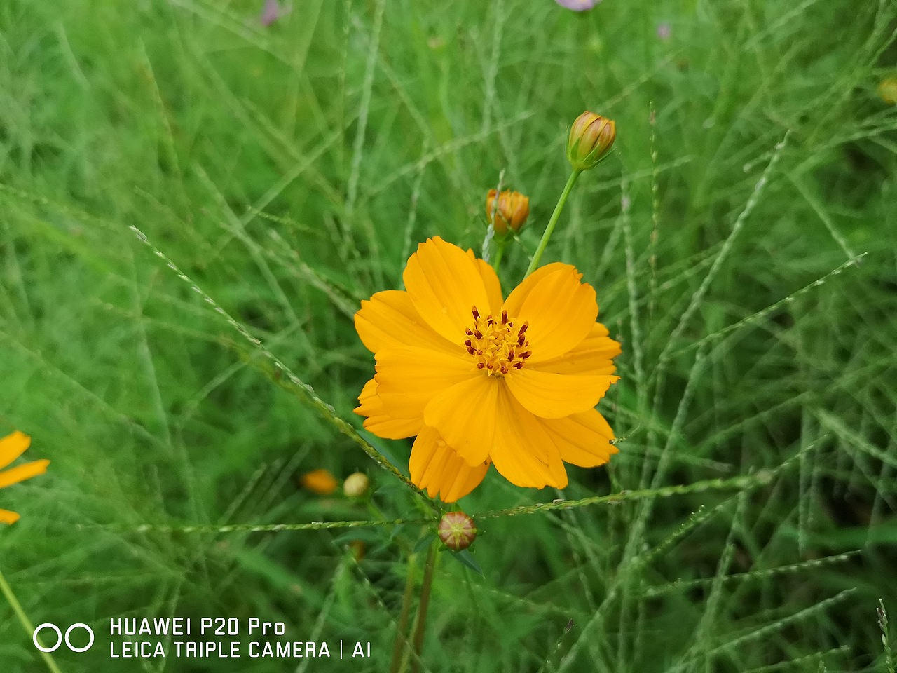 花海（图ZMTMzMjE0OTM2） - 风光摄影 - 站酷设计师梦醒时分sr原创素材 - 站酷ZCOOL