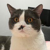 小可乐的铲屎官的头像