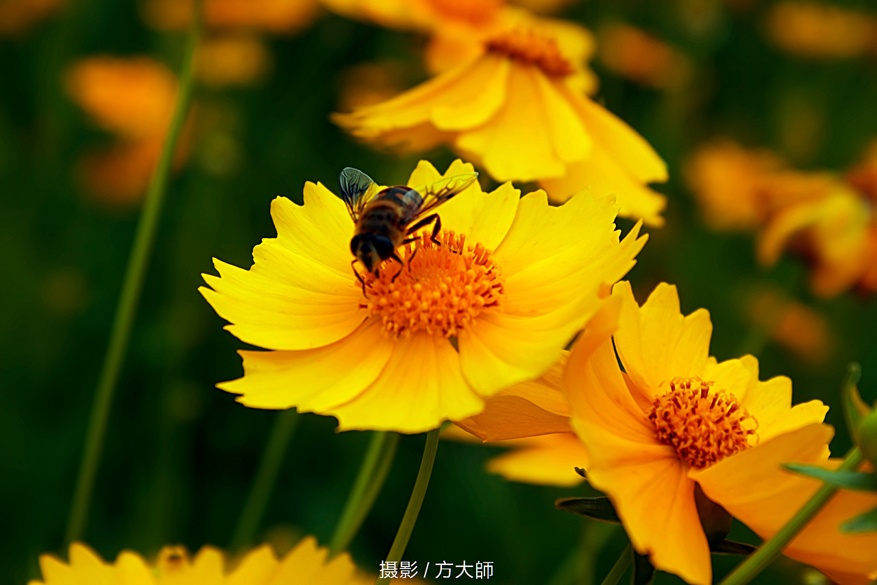 公园拍花|摄影|风光摄影|摄影师方小白 - 原创作品 - 站酷 (zcool)