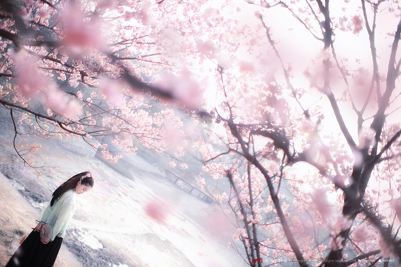 《樱花落，纷如雪》（图ZMTUyMzcyOTEy） - 人像摄影 - 站酷设计师摄影师子意原创素材 - 站酷ZCOOL
