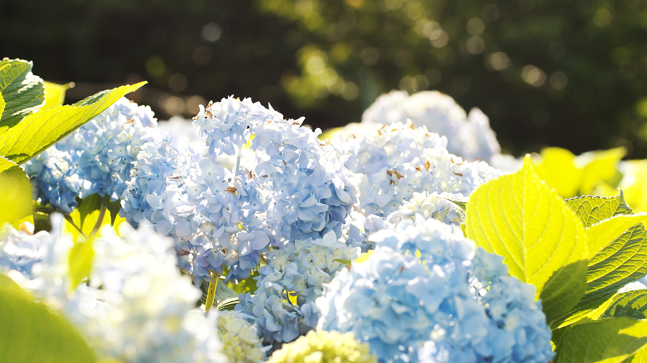 紫阳花(绣球花)|摄影|风光摄影|拾光者orince - 原创作品 - 站酷