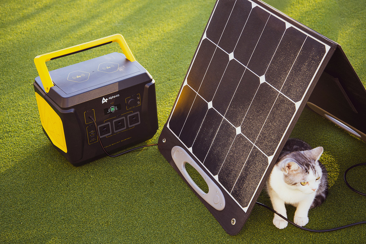 拍一拍自家的猫