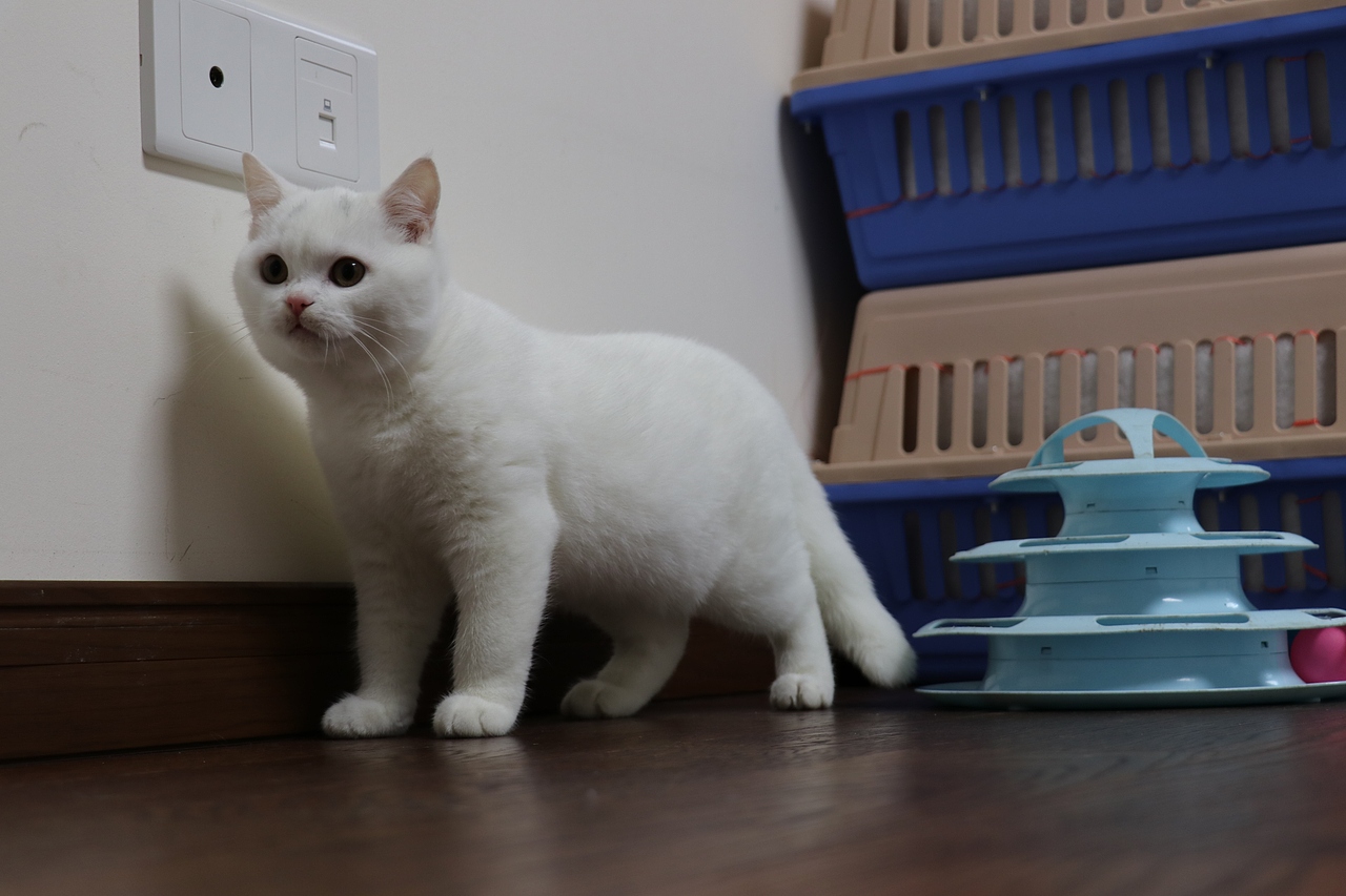 803英短纯白-公-34day478g