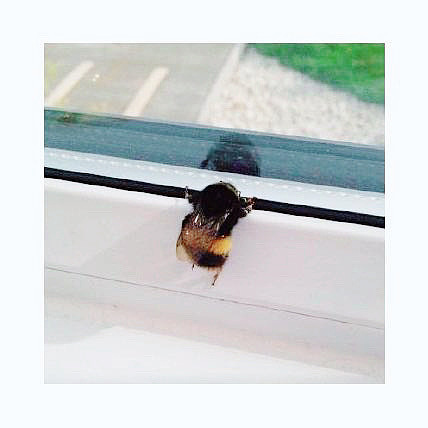 熊蜂憨崽（图ZMjE0NzQ0OTM2） - 单幅漫画 - 站酷设计师无力小芮原创素材 - 站酷ZCOOL