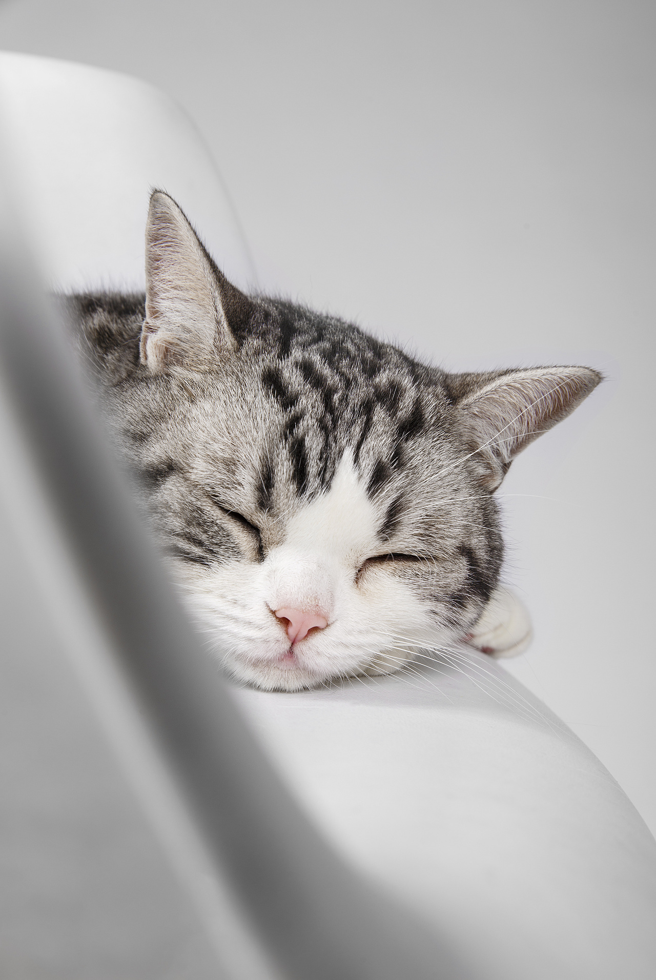 【动物照相馆】拍着拍着睡着了