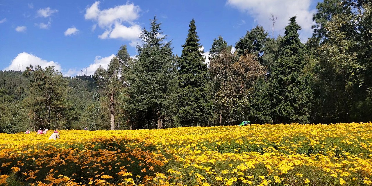 摄于郊野公园,公园内有一大片万寿菊花海,明亮的金黄