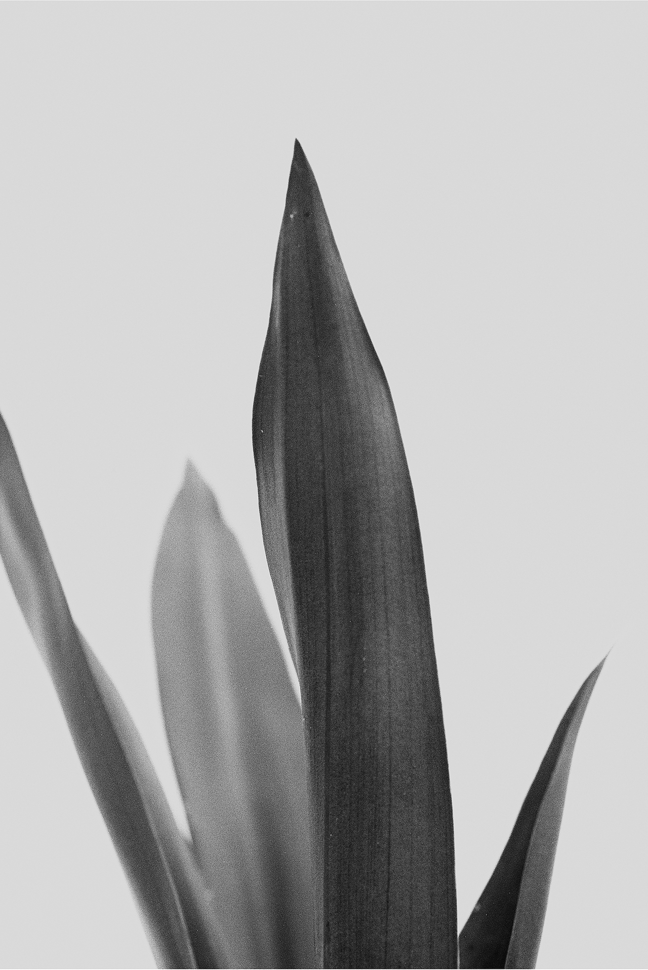 植物 - 胶片摄影(彩色为数码)