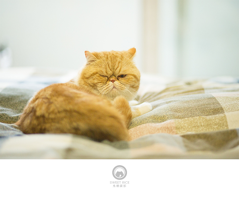 加菲阿宝和乱入的东西（图ZNDY1NjQzNDQ=） - 宠物摄影 - 站酷设计师挂糖原创素材 - 站酷ZCOOL