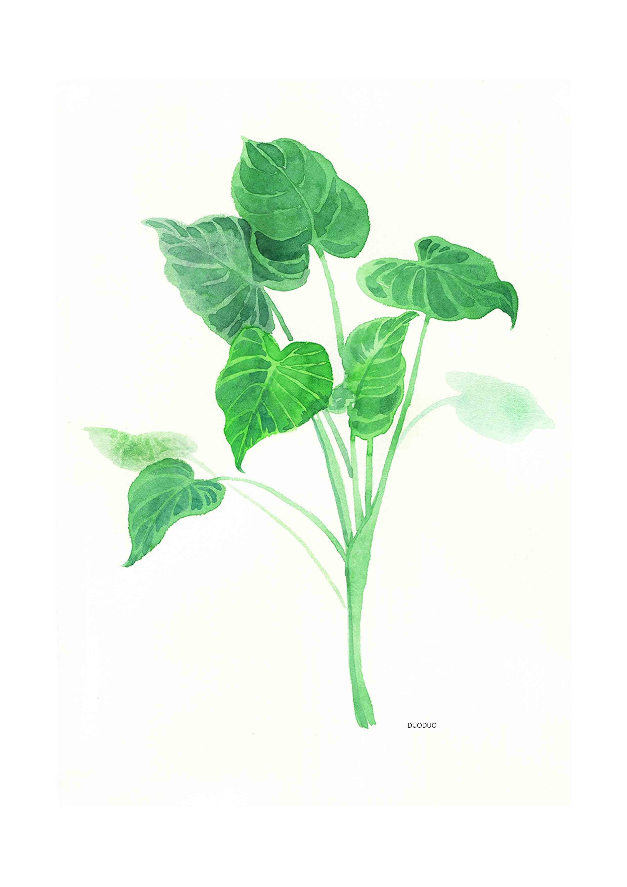 绿色植物绘画作品图片