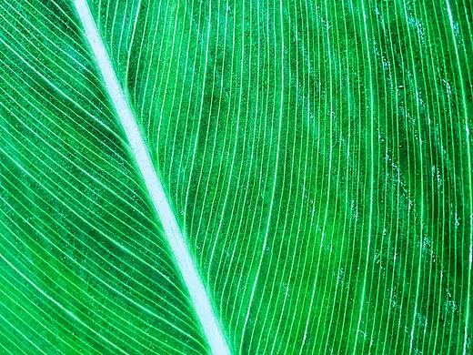 摄影/风光/花草