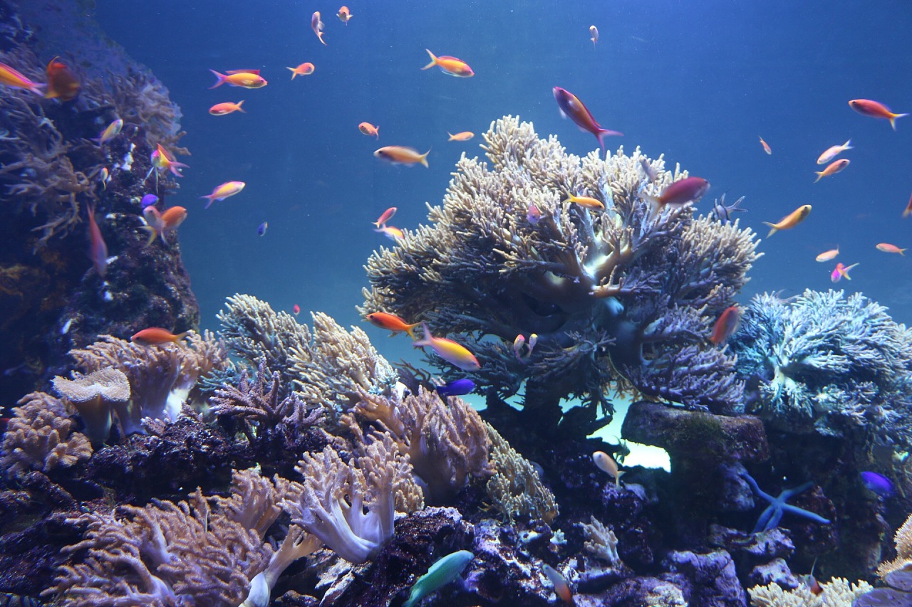 水族馆的小可爱们|摄影|宠物摄影|yiningxi - 原创作品 - 站酷 (zcool