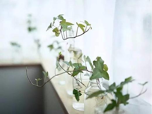 一茶、一书、一知己 —————————— 无脚鸟影视