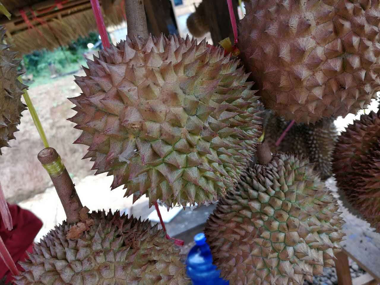 老男人果品老挝猫山王苦咖菲猫榴莲