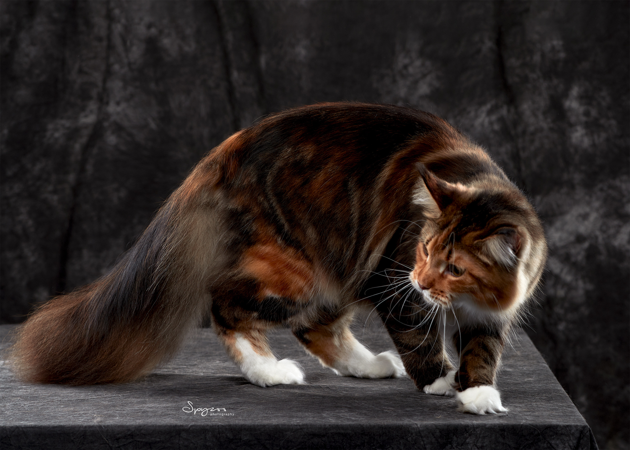 缅因猫 maine coon cat