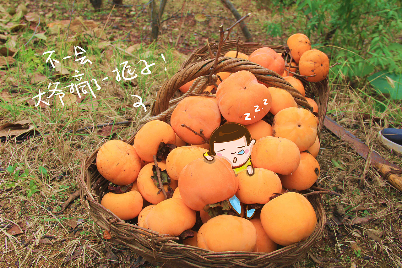 这时候正好是柿子高产的时候，
<br>树头的柿子正是熟的最好的~<br><br>